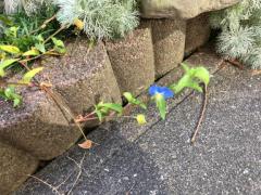 Spica(すぴか)　新★まい★完全業界初！