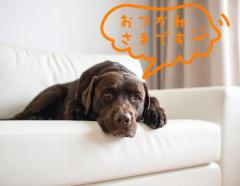 JaPON　新人真子ﾏｺ