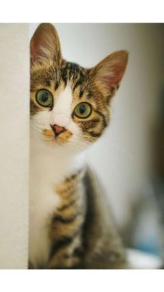 JaPON　茶々ﾁｬﾁｬ