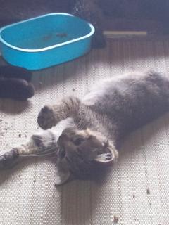 保険屋のおばちゃん　まり