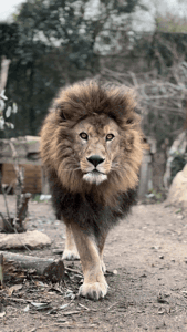 Liberty(リバティ)　あいら♡AIRA