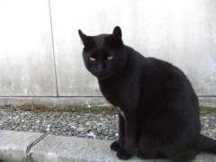 鹿児島ちゃんこ薩摩川内店　なな