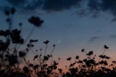 シングルママ　めい☆清楚綺麗妻