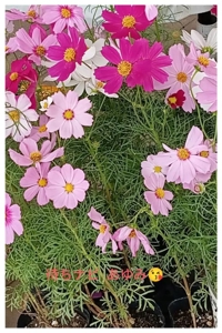 待ちナビ　あゆみ