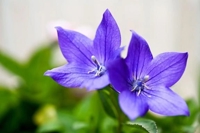 待ちナビ　るり