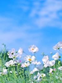 待ちナビ　しょう