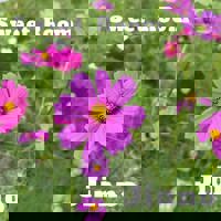 スウィートルーム(宮崎市) じんの