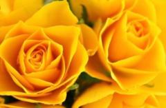 clubNOA ◆れいか◆