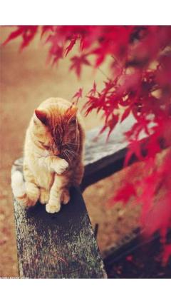 JaPON　茶々ﾁｬﾁｬ