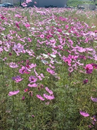 待ちナビ　ゆうほ