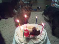 保険屋のおばちゃん　まり