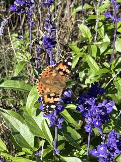 ドスケベ人妻　みらい♡魅惑のエロテロリスト
