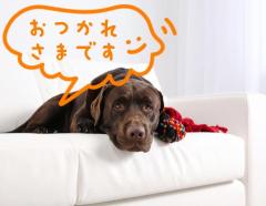 JaPON　新人真子ﾏｺ