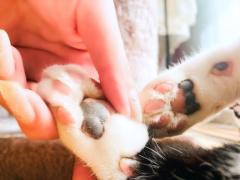 La Rouge　和音【かのん】