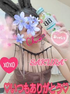 MICHELIN ミシュラン　サクラSakura