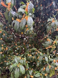 宮崎ちゃんこ都城店　こはる