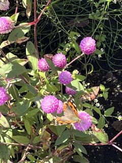 ドスケベ人妻　みらい♡魅惑のエロテロリスト