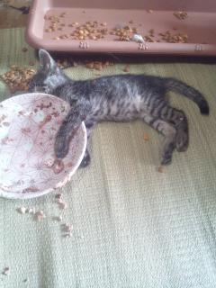 保険屋のおばちゃん　まり