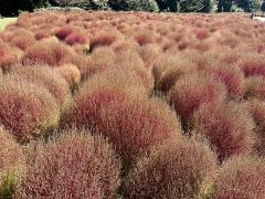 ドスケベ人妻　みらい♡魅惑のエロテロリスト