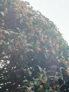 MANIN-ONREIマン淫御礼　真白（ましろ）Mでエロくて責められ好き♡