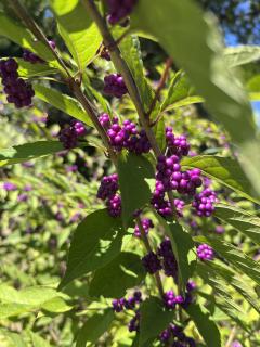 ドスケベ人妻　みらい♡魅惑のエロテロリスト