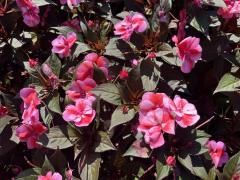 ドスケベ人妻　みらい♡魅惑のエロテロリスト