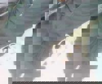 沖縄本舗(メンズエステ) るの-RUNO-