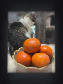 MANIN-ONREIマン淫御礼　風月（ふづき）色白巨乳美人