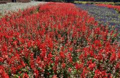 ドスケベ人妻　みらい♡魅惑のエロテロリスト