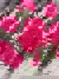 大人の遊園痴「スピーディー」　ゆう（美脚でスレンダー）