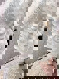 沖縄本舗 那覇市メンズエステ るの-RUNO- 写メ日記「もこもこ(*^^*)」