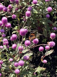 ご主人様いらっしゃい 大分店　神舌ゆい♡最強エロ女（痩せてきた）