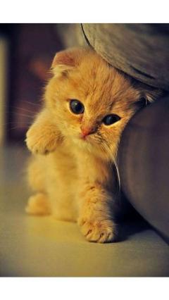 JaPON　茶々ﾁｬﾁｬ