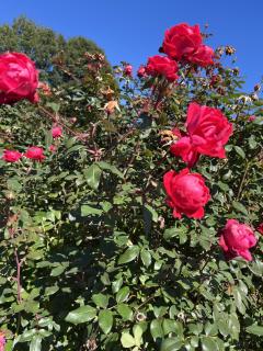 ドスケベ人妻　みらい♡魅惑のエロテロリスト