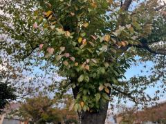 JaPON　環菜ｶﾝﾅ