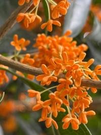 待ちナビ　しょう