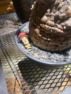 ぷにっ娘　紗子ｻｴｺ