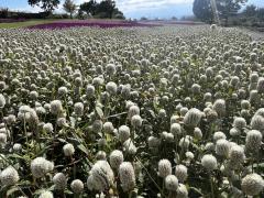 ドスケベ人妻　みらい♡魅惑のエロテロリスト