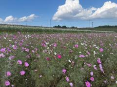 JaPON　環菜ｶﾝﾅ