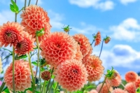 待ちナビ　るり