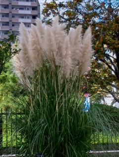 ご主人様いらっしゃい 大分店　ｳﾒ♡すご技テクニシャ