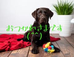 JaPON　新人真子ﾏｺ