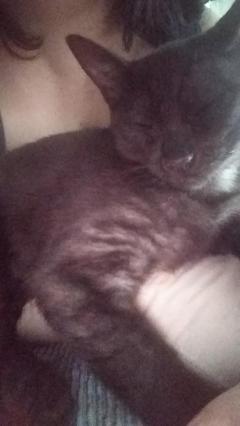 鹿児島ちゃんこ薩摩川内店　きなこ