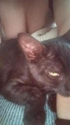 鹿児島ちゃんこ薩摩川内店　きなこ