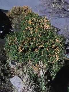 CLUB LUMINE　Haru【ハル】