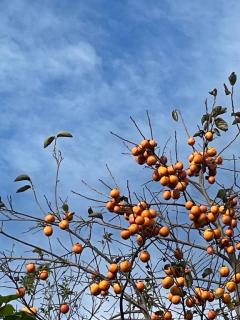 パールボディ　なな