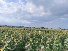 CLUB LUMINE　Haru【ハル】