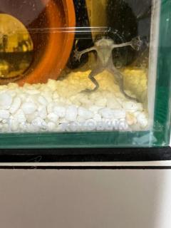 鹿児島天文館デリヘルLOVEVE～ラヴィーヴ～(鹿児島市) さち☆癒しのｴﾁｴﾁ爆乳Iドル☆