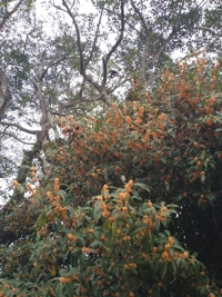 鹿児島ちゃんこ 霧島店　すみれ