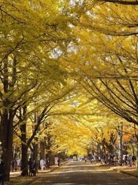 待ちナビ　しょう